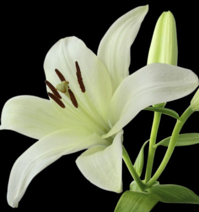 YODEYMA Serenity Eau de Parfum Kvepalai