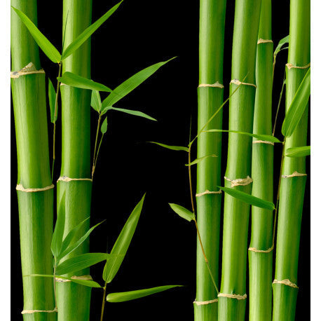 YODEYMA Kara Eau de Parfum Kvepalai