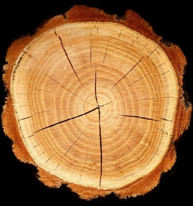 YODEYMA Caribbean vyriški kvepalai su medžio ir citrusų natomis, elegantiškas dizainas