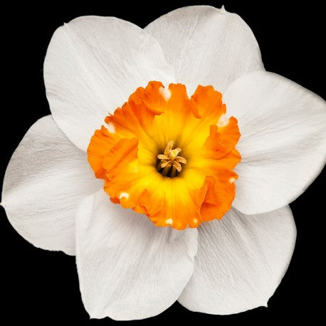 YODEYMA Houston vyriški kvepalai su žydinčiomis gėlėmis, skleidžiančiomis gaivų aromatą