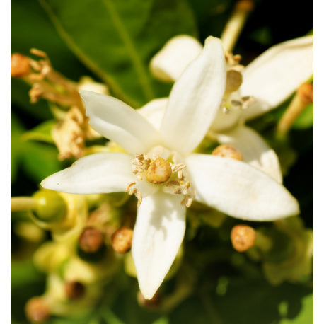 YODEYMA Instint vyriški kvepalai, žydinčių gėlių aromatas su gaiviais citrusiniais akcentais