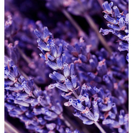 YODEYMA Instint vyriški kvepalai su levandomis, sukuriantys gaivų ir kvapnų aromatą