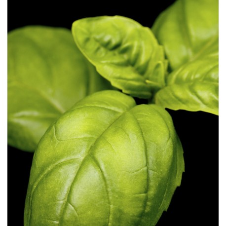 Šviežių žalių lapų artiškumo nuotrauka, simbolizuojanti YODEYMA Mint Ocean Kvepalai gaivumo ir natūralumo pojūtį