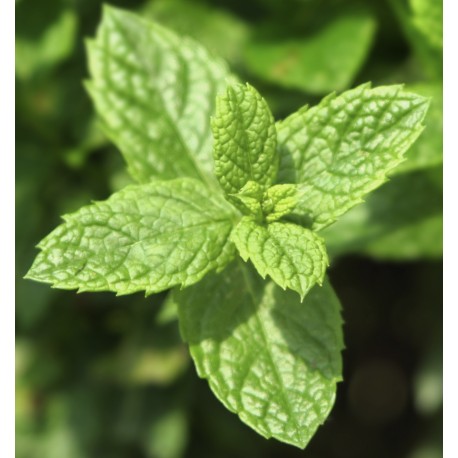 Šviežių mėtų lapų vaizdas YODEYMA Mint Ocean Kvepalai natūraliai gaivai ir aromatui