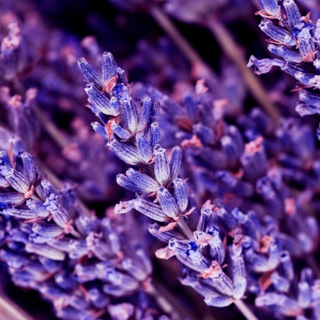 Lavandos žiedai fone, pabrėžiantys YODEYMA Oud Gem Kvepalai natūralius amatininkystės kvapus