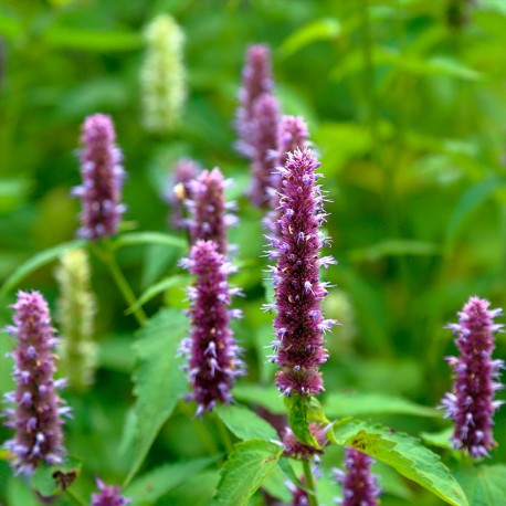 YODEYMA Oud Gem Kvepalai su natūraliai žaliuojančiomis violetinėmis gėlėmis lauke