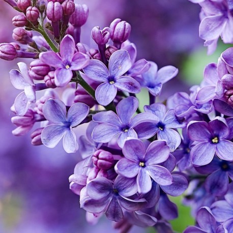 Ryškūs violetinės alyvos žiedai simbolizuojantys YODEYMA Silk Elixir Kvepalai gaivų aromatą