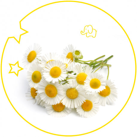 YODEYMA Vaikiški Kvepalai su ramunėlėmis, sukurtas specialiai vaikams, švelnus ir malonus kvapas