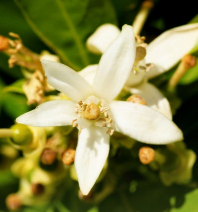 YODEYMA Insinué Eau de Parfum Kvepalai